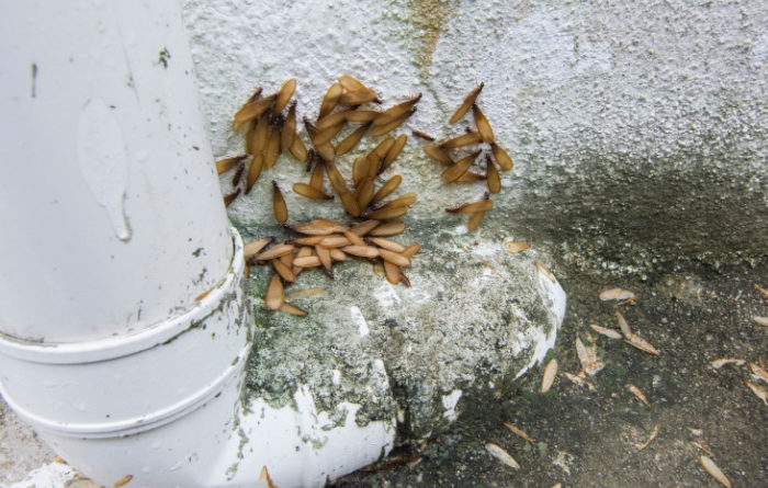 Can termites spread house to house?