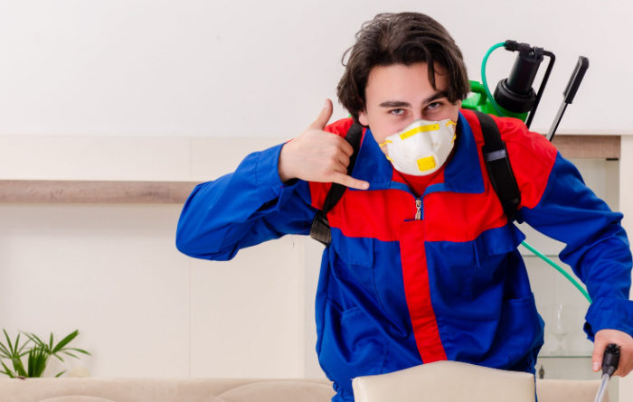 What to do when you find termites?