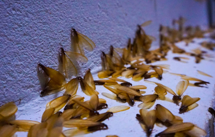 Do termites die on their own?