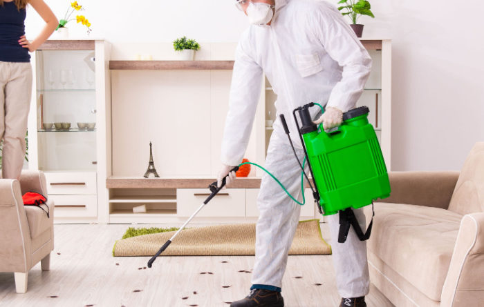 Why do I see more roaches after pest control?