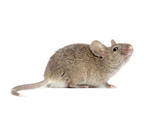 Often immature palm rats are confused with the house mouse. Security Termite & Pest Control can help you distinguish between rats & mice, and offer treatment solutions.
