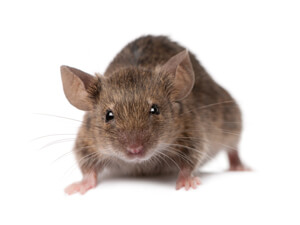 Mice need even less space and food than the Florida palm rat. Ask Security Termite & Pest Control about prevention of mice