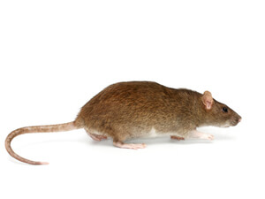Sometimes confused with palm rats, the Norway rat is commonly found around homes in Cape Coral, Florida