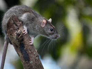 Protect your Cape Coral home from palm rats & roof rats by calling Security Termite & Pest Control