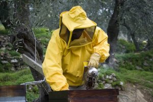 bee removal service florida