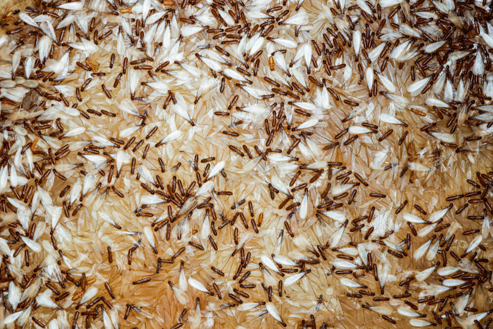 Are termites hard to get rid of? - Security Termite and Pest Control