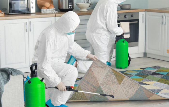 How Often Should Fumigation Be Done?