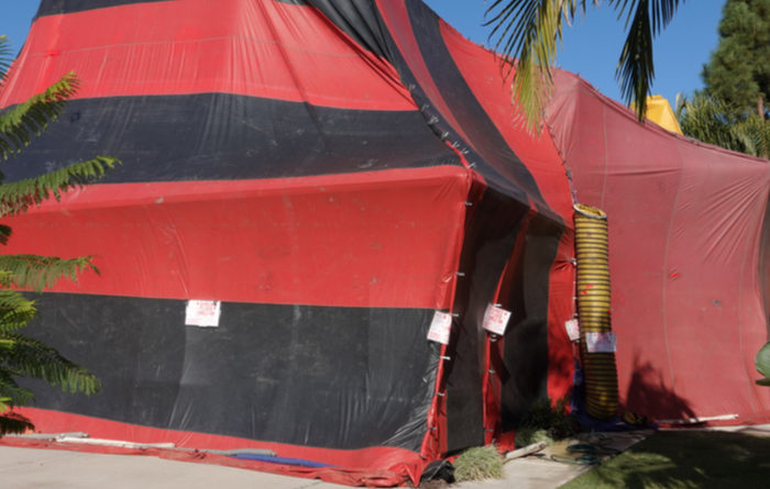 Will Tenting A House Kill Bed Bugs?