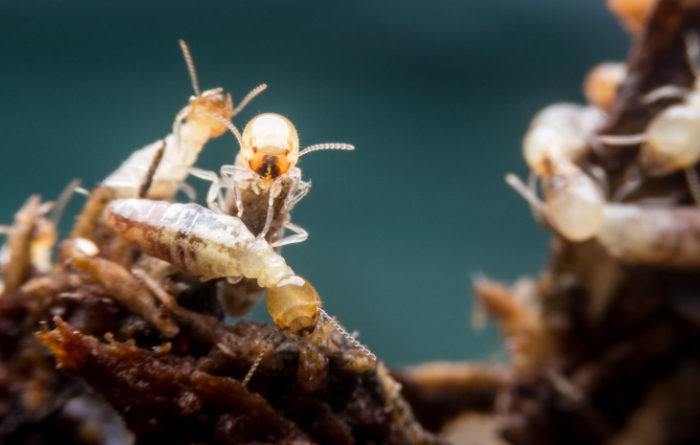 Do termites die without the queen?