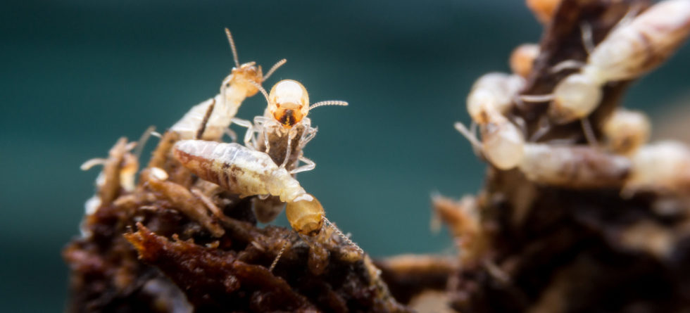Do termites die without the queen?