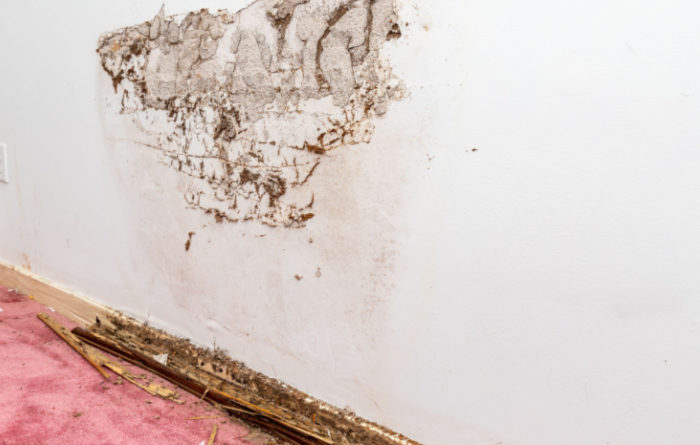 Do termites eat walls?