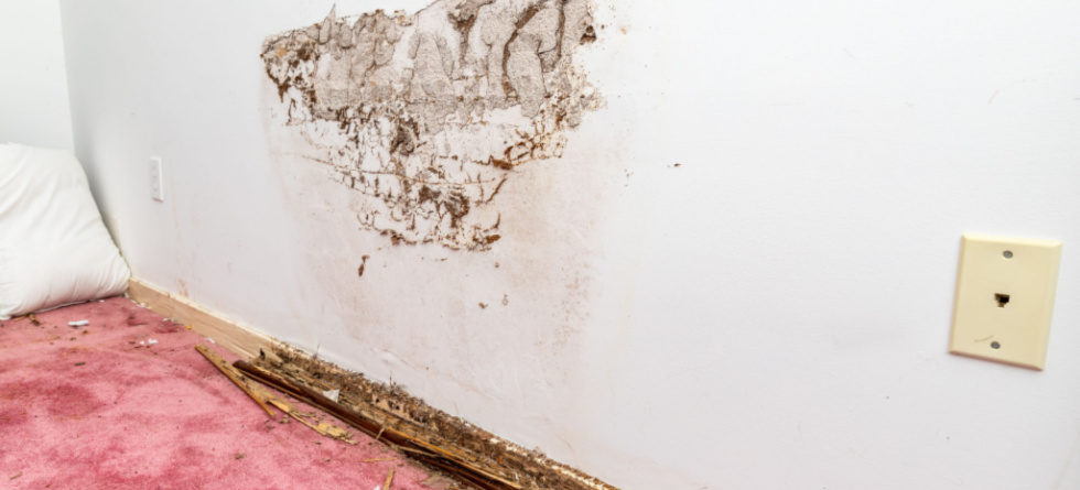 Do termites eat walls?