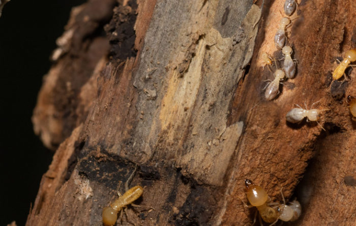 How do you kill queen termites?
