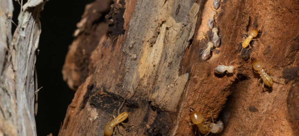 How do you kill queen termites?