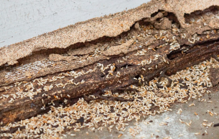 What attracts termites in the house?