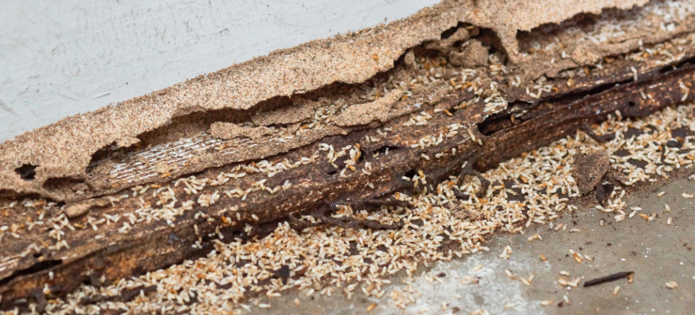 What attracts termites in the house? - Security Termite and Pest Control