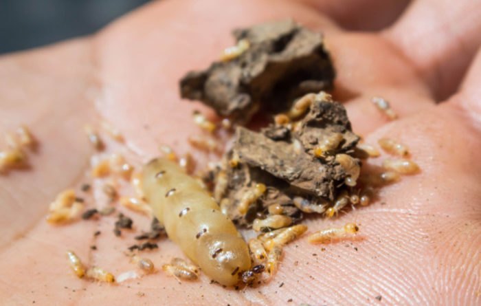 What happens if you kill a termite queen?