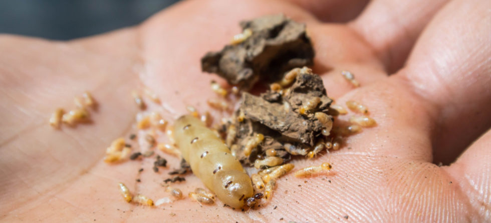 What happens if you kill a termite queen?