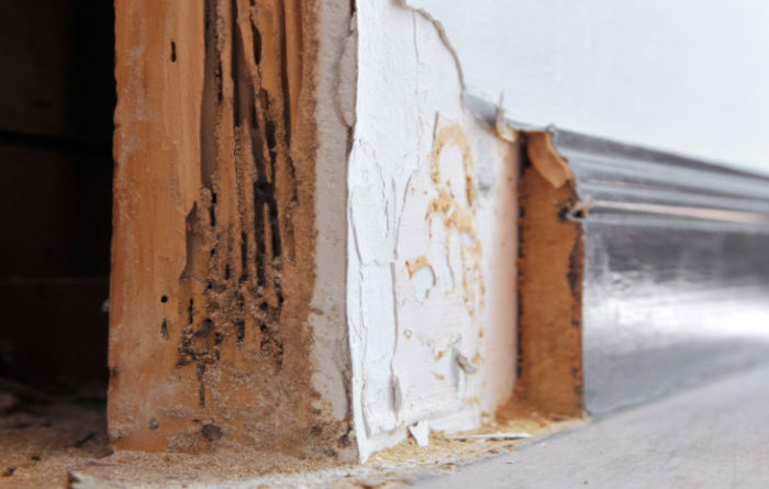 What is the first sign of termites?