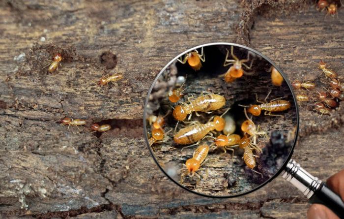 What smell do termites hate?