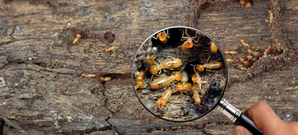 What smell do termites hate?