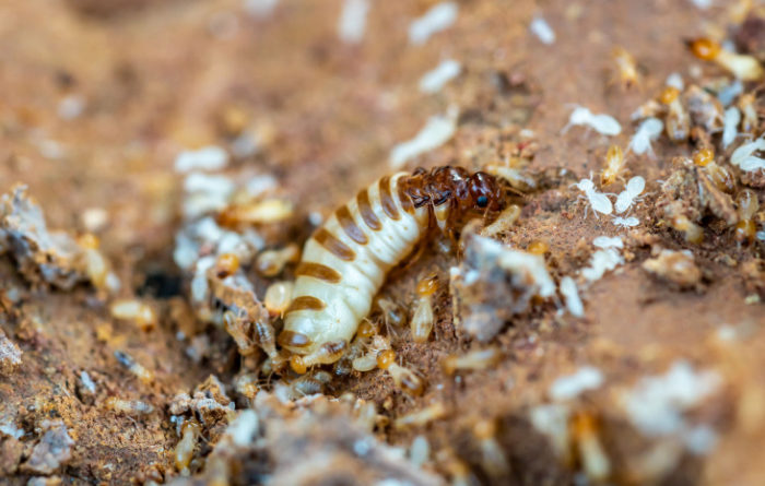 Where do queen termites live?