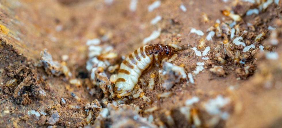 Where do queen termites live?