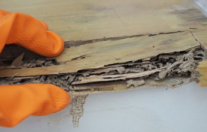 Will termites eat treated wood?