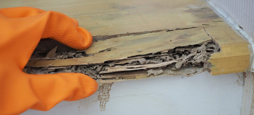 Will termites eat treated wood?