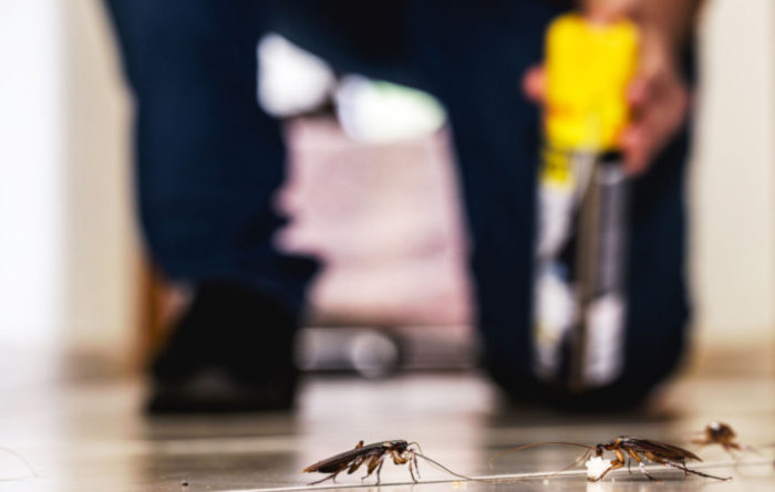 Can I get rid of roaches without an exterminator?