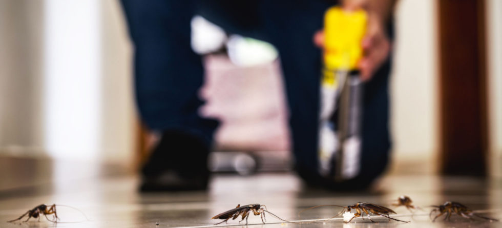 Can I get rid of roaches without an exterminator?