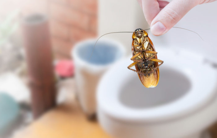 Can cockroaches survive being flushed down the toilet?