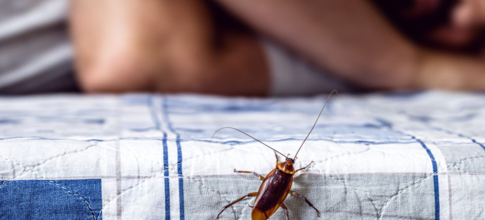 Do cockroaches crawl on you at night?