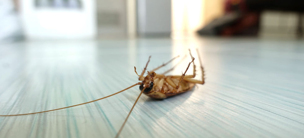 Do dead cockroaches attract more?