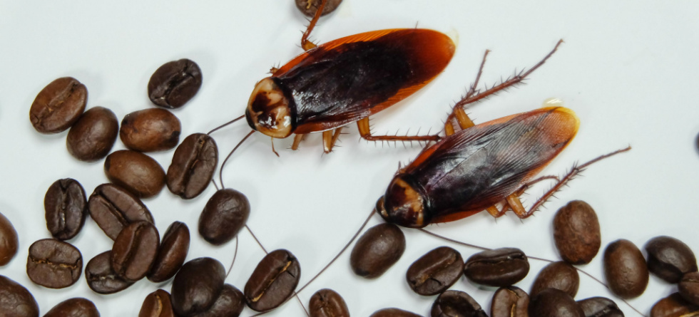 do-roaches-like-coffee-grounds-security-termite-and-pest-control