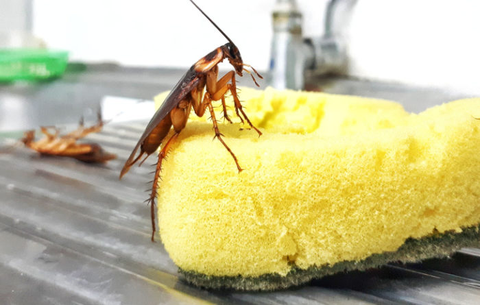 Does Dawn soap kill roaches?