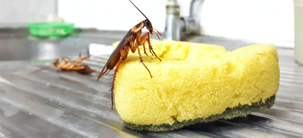 Does Dawn soap kill roaches?