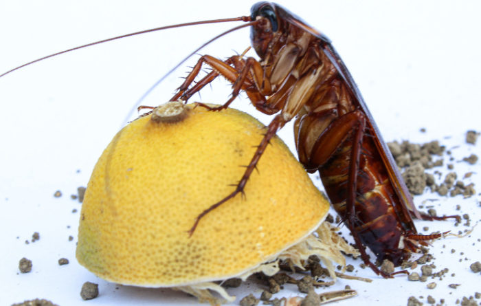 Does lemon kill cockroaches?