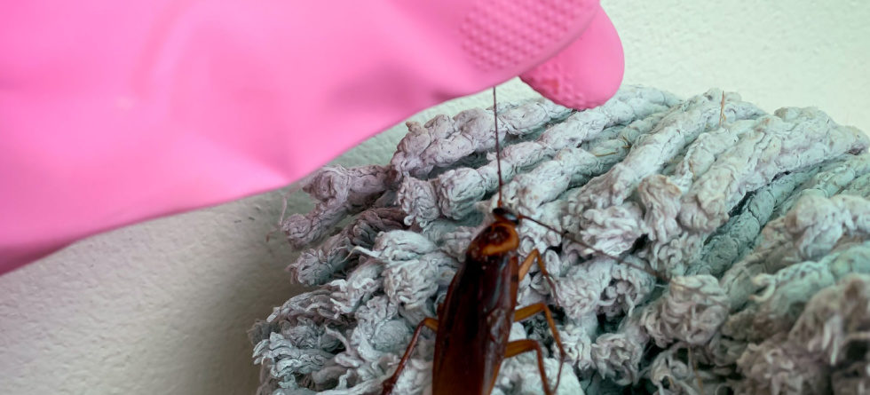 Does mopping with bleach kill roaches?