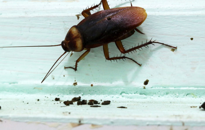 How do I find out where cockroaches are coming from?