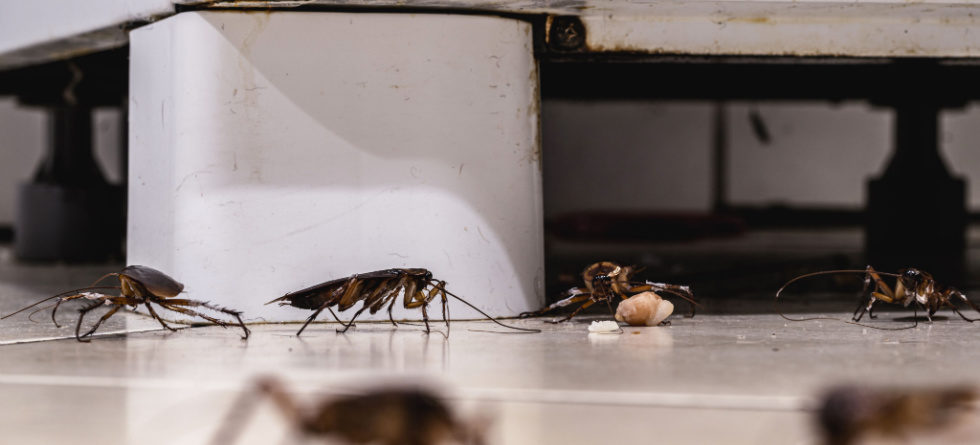 How long does it take for roaches to infest a house?