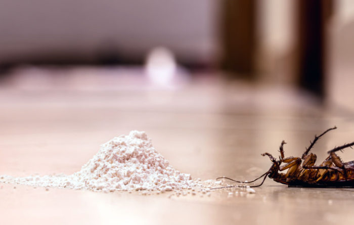 How quickly does baking soda kill roaches?