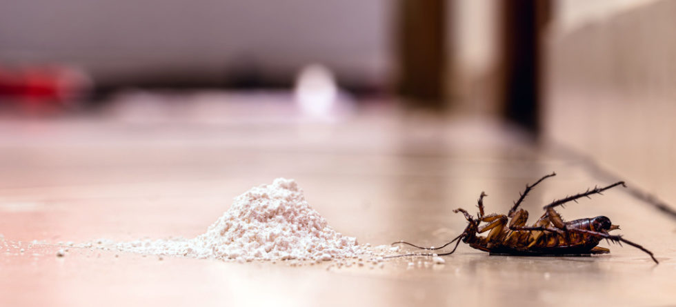 How quickly does baking soda kill roaches?