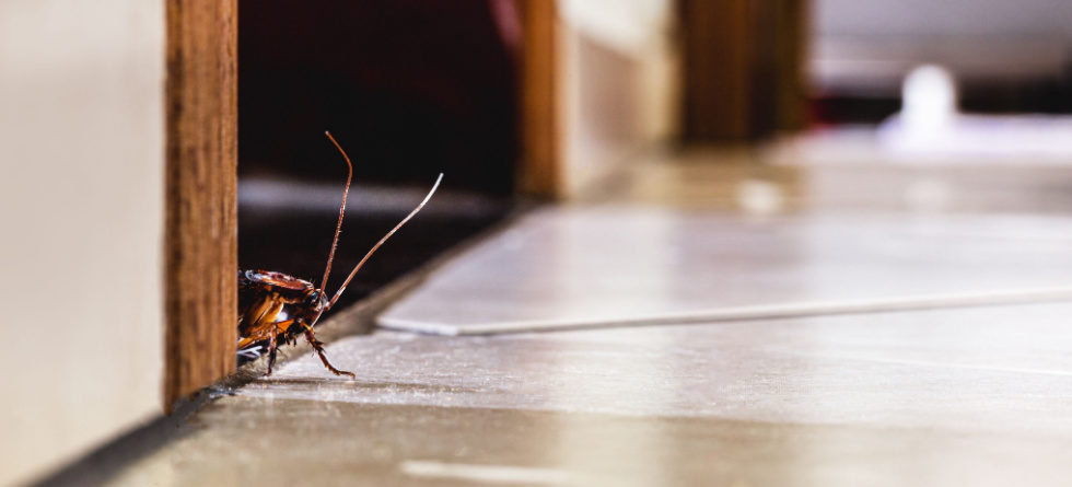 Is it possible to have one roach in your house?