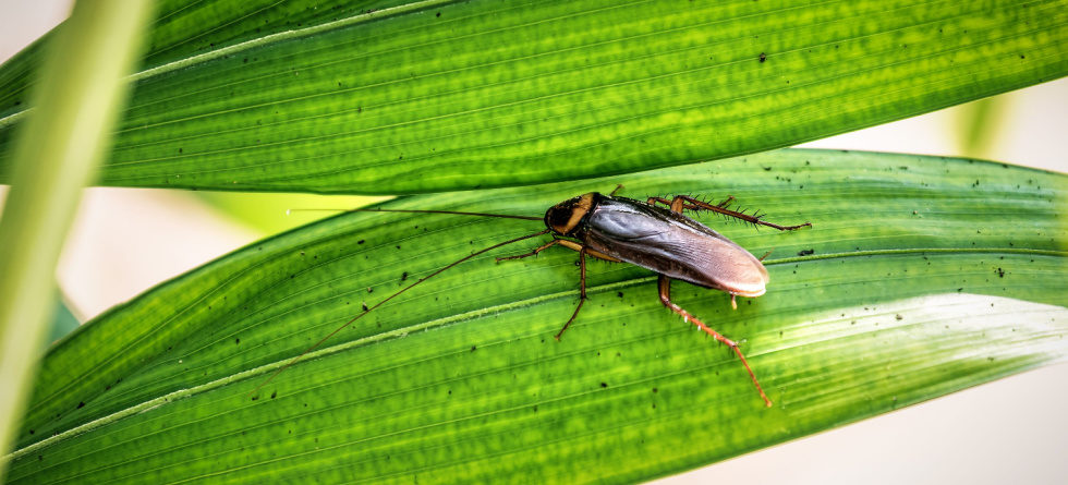 What plant repels roaches?