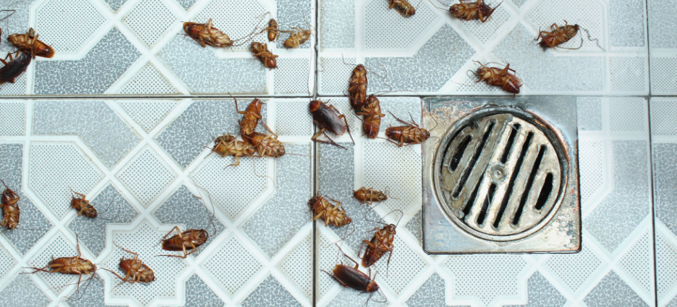 What To Pour Down Drain To Stop Roaches