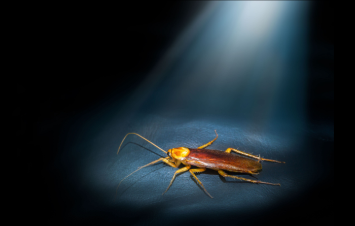 Will keeping lights on keep roaches away?