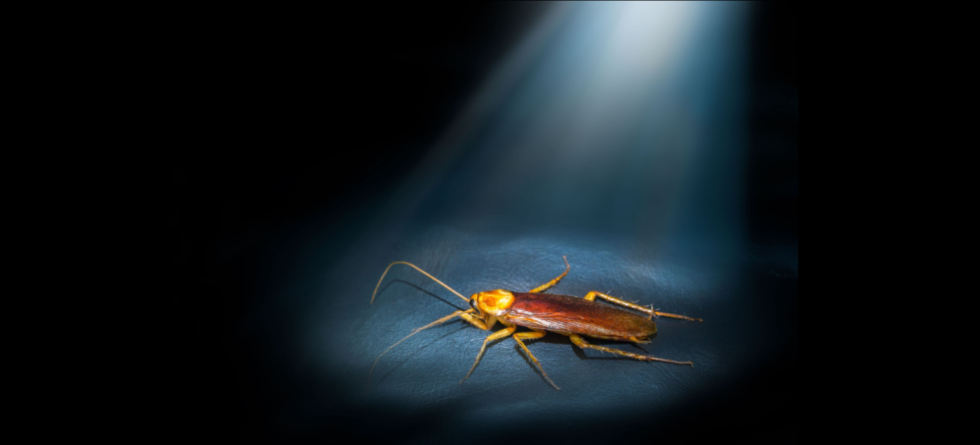 Will keeping lights on keep roaches away?