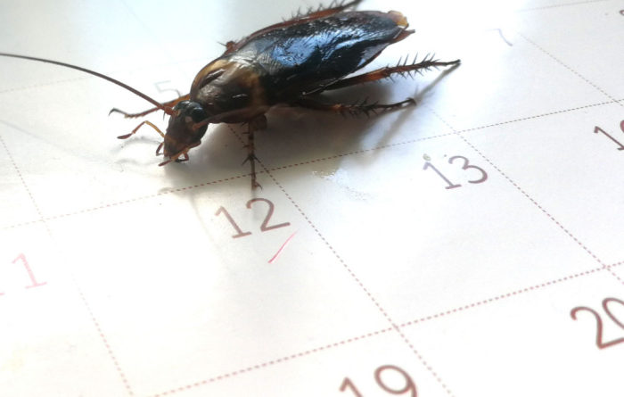 How Often Should You Pest Control Your Home?