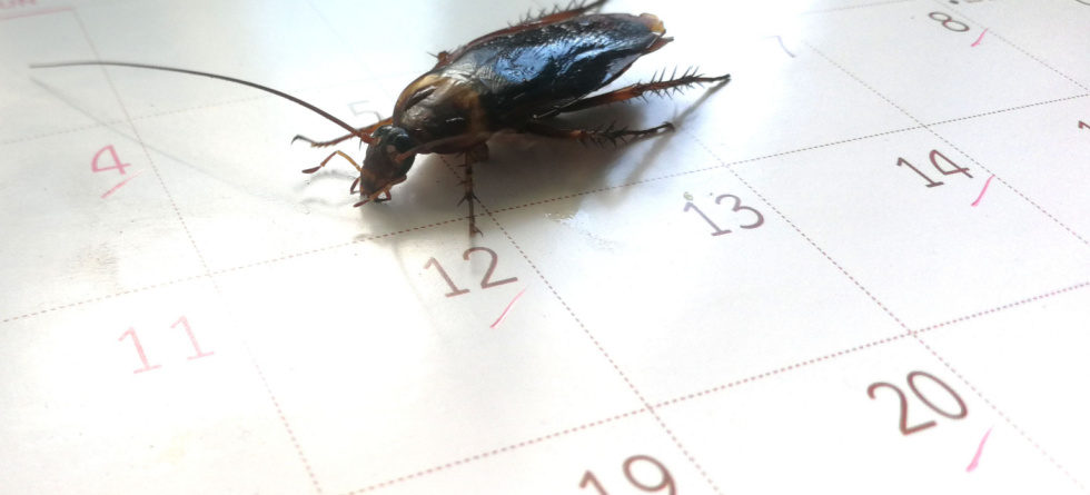 How Often Should You Pest Control Your Home?